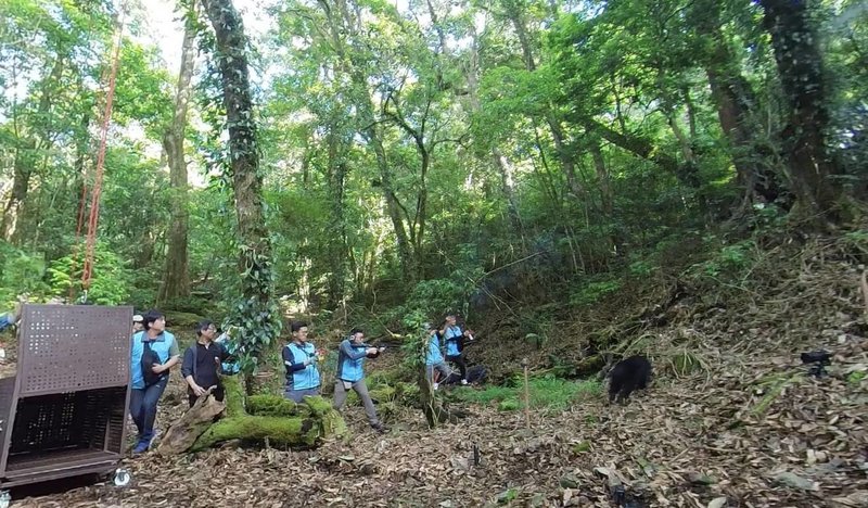 受困小台灣黑熊Ziman(日曼)歷經7個多月專業醫療照養,16日野放。為了讓Ziman(日曼)遠離人群,林業及自然保育署台中分署持野生動物驅離槍,以不造成傷害方式進行負面制約。(林業及自然保育署台中分署提供)中央社記者趙麗妍傳真 113年5月16日