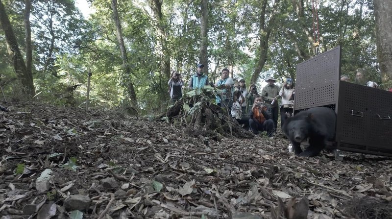 苗栗縣泰安鄉大安部落族人張瑞慶112年在海拔851公尺一處桂竹林地內，發現一隻受困的小台灣黑熊Ziman（日曼），經7個月照養，16日進行野放，籠子開啟瞬間，Ziman（日曼）飛快朝向山林奔去。（林業及自然保育署台中分署提供）中央社記者趙麗妍傳真  113年5月16日