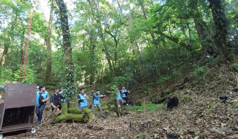 為了讓Ziman遠離人群,台中分署在野放時持野生動物驅離槍,以不造成傷害方式進行負面制約。(圖取自林業及自然保育署台中分署網頁taichung.forest.gov.tw)
