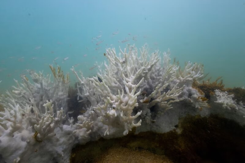 巴西附近4月16日可見珊瑚白化。（路透社）