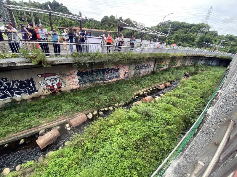 新北市水利局整治藤寮坑溝,透過壩體與擾流構造,讓溝渠自然淤積,恢復動植物生態。中央社記者黃旭昇新北攝 113年5月20日