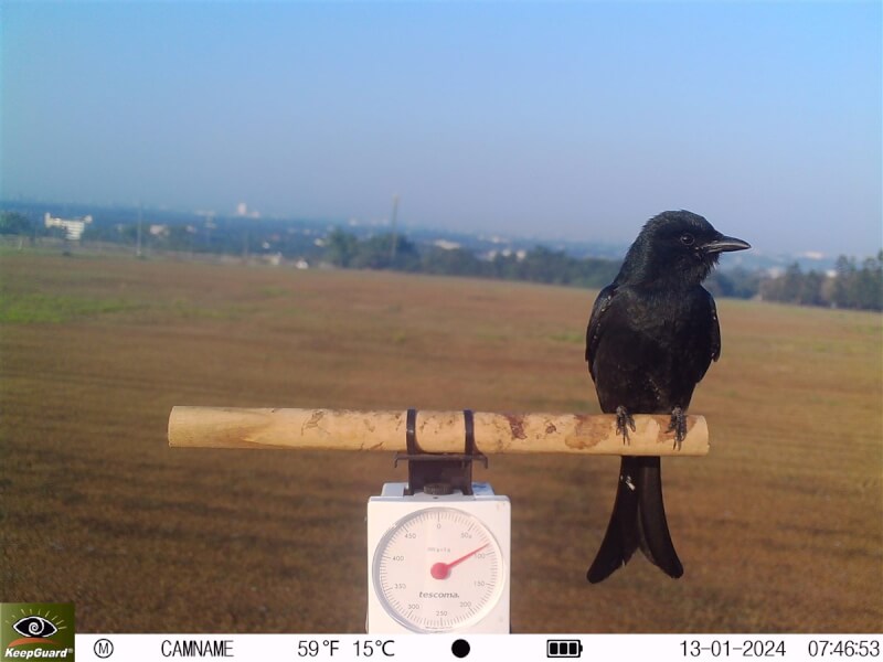 屏東科技大學鳥類生態研究室設置的野外棲架上觀測過多種鳥類,包含大卷尾。(屏科大鳥類生態研究室提供) 中央社記者黃郁菁傳真 113年5月23日
