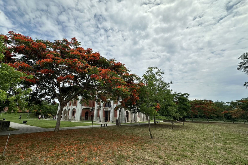 時序進入南部鳳凰花季,台南山上花園水道博物館園區內鳳凰木群陸續開花,遠望好似紅色大傘,成為吸睛焦點。(台南市文化局提供)中央社記者楊思瑞台南傳真 113年5月26日
