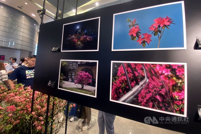 新北市萬金杜鵑攝影展27日起在市府大廳登場,展出16名得獎者作品,與歷屆活動的精彩影像。中央社記者黃旭昇新北市攝 113年5月27日