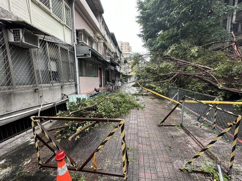 台北市28日受鋒面影響下起大雨，國立台北科技大學1棵高約20公尺的樹木傾倒，現場1名女學生險遭壓傷，幸無大礙。（翻攝照片）中央社記者黃麗芸傳真  113年5月28日