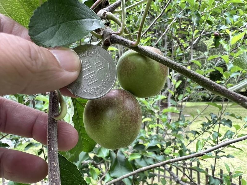 武陵農場內種植的牛頓蘋果樹開花結果，但因果實只有新台幣10元硬幣大小，主要作觀賞用。（武陵農場提供）中央社記者趙麗妍傳真  113年5月29日