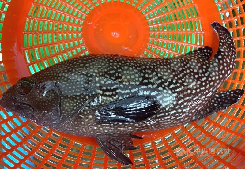 澎湖陳姓漁民30日在沙港海域海釣時,意外釣起一尾罕見的石斑魚,不少釣友前來查看,也都表明未曾釣過或看過。中央社 113年5月31日