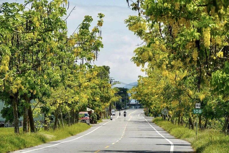 為振興花蓮震後觀光,中央、地方紛紛推出獎勵方案,鼓勵遊客到花蓮旅遊,圖為花蓮193縣道阿勃勒盛開美景。(花蓮縣政府提供)中央社記者張祈傳真 113年5月31日