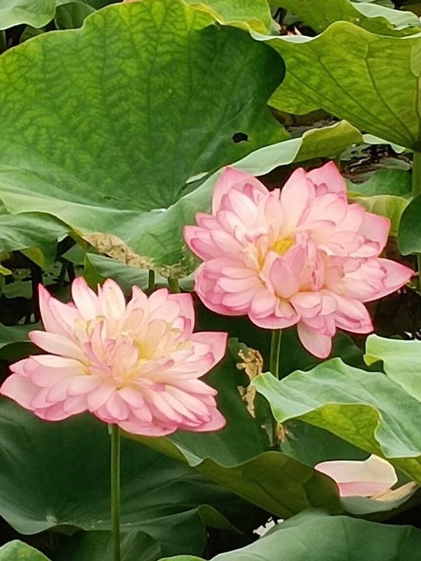 新北市農業局1日表示,金山區蓮花田多已盛開,當地蓮花田以友善耕作方式管理,種植3公頃的牡丹蓮,從6月起至8月底是花期,歡迎到民眾把握機會前往賞蓮。(民眾提供)中央社記者黃旭昇新北市傳真 113年6月1日