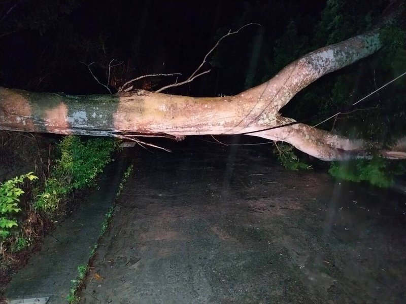 苗栗縣通霄鎮蕉埔里1棵相思樹2日傍晚疑因大雨導致土質鬆軟而倒塌，重壓到台電公司電纜後，導致1支電桿斷裂，樹木與電桿均橫跨道路，影響車輛通行，也造成附近33戶停電。（民眾提供）中央社記者魯鋼駿傳真  113年6月2日