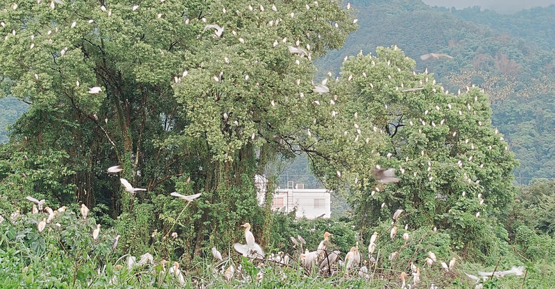 南投縣埔里鎮和平東路1處樹林吸引成群鷺鷥築巢育雛，但地主請挖土機鏟平，大批鷺鷥無處可棲身；縣府接獲民眾投訴後表示，已和地主溝通，地主同意先暫停施工，待繁殖期結束再整地。（吳姓民眾提供）中央社記者吳哲豪傳真 113年6月2日