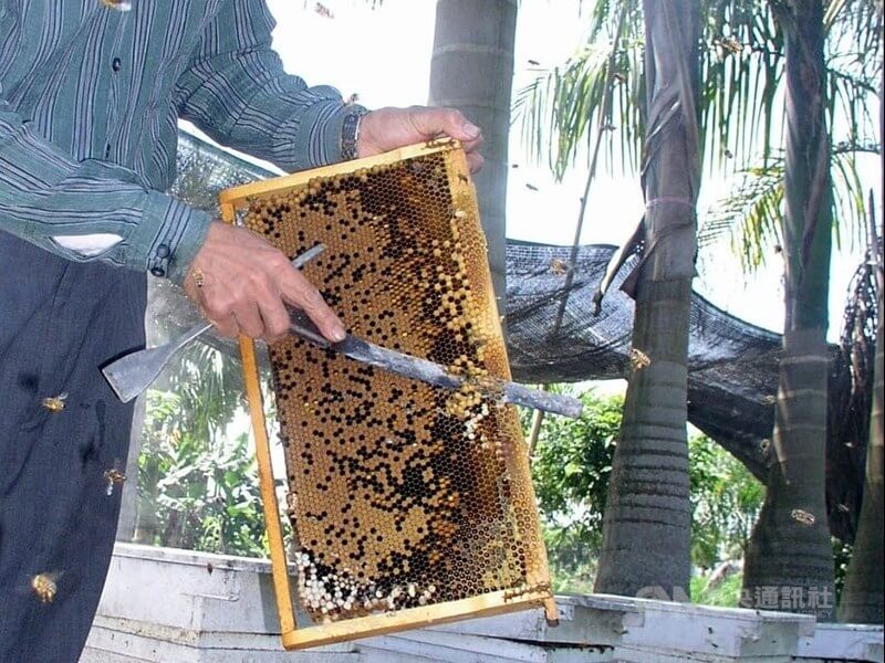 圖為養蜂場業者取出蜂蛹。（中央社檔案照片）