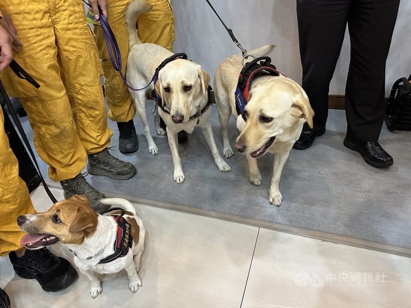花蓮縣消防局特搜搜救犬小組成立3年,3隻搜救犬Wilson、Hero與Fancy在0403震災中首度出任務,其中Wilson(左)在砂卡礑步道尋獲被落石埋住的游家5口。中央社記者李先鳳攝 113年6月3日