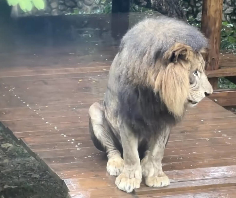 高雄壽山動物園2日在社群媒體臉書（Facebook）發布非洲獅「小辛」雨中淋雨影片，可見「小辛」時而低頭，時而左顧右盼，看起來相當惹人憐愛，影片也引起大批網友討論。（壽山動物園提供）中央社記者林巧璉傳真 113年6月4日