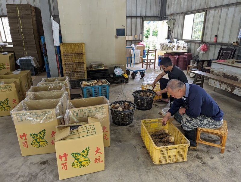台中市北屯大坑地區為竹筍主要產地,種植面積約300公頃,年產量約6000公噸,大坑竹筍質地脆嫩、味道鮮美,富含纖維和多種營養成分,深受饕客喜愛,每到產季,竹筍運輸需求旺盛,農民也忙於山上採收。(台中市政府提供)中央社記者趙麗妍傳真 113年6月8日
