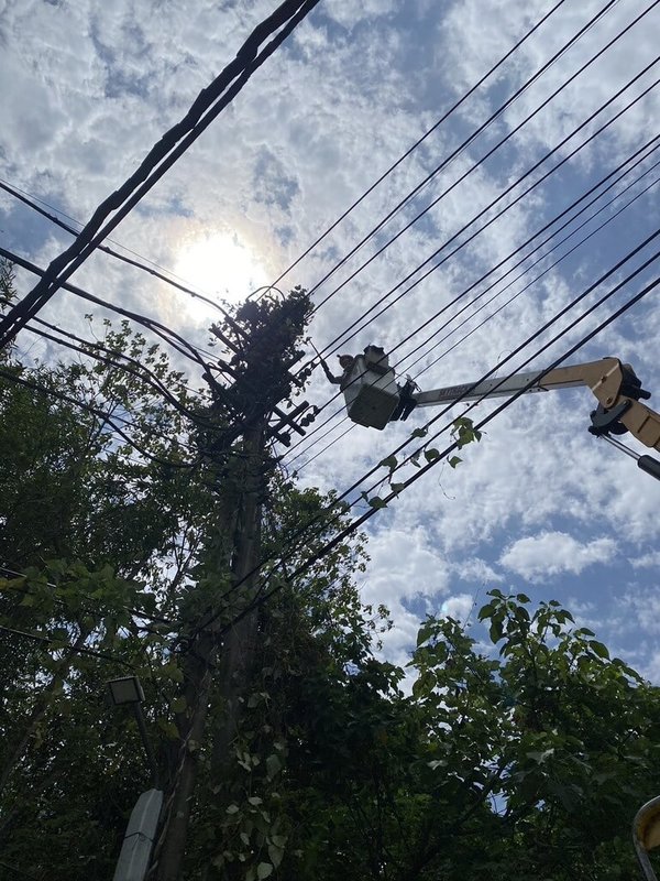 台電今年初啟動防颱準備，台電高雄區及鳳山區營業處修剪轄區內樹木，高雄地區總計修剪近30萬平方公尺，面積等同逾15個世運主場館。（台電提供）中央社記者林巧璉傳真  113年6月8日