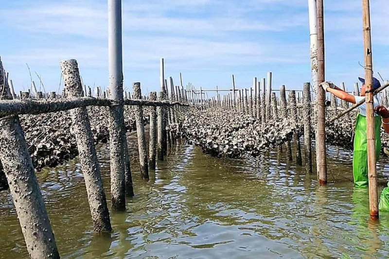 台南市北門潟湖天然淺灘地形及平穩水流，造就特有平掛式牡蠣養殖，獲農業部農村發展及水土保持署112年「農村好藝」徵選調查保存類肯定。（台南市政府提供）中央社記者楊思瑞台南傳真  113年6月9日