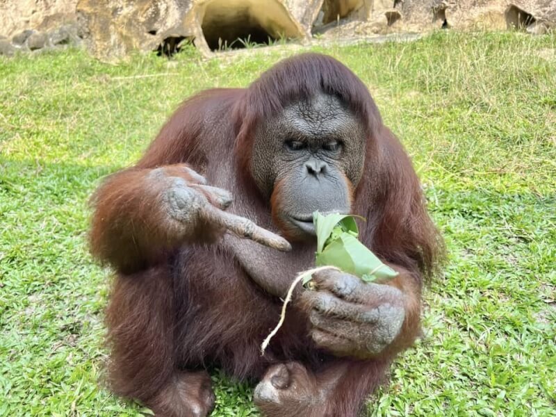 寿山动物园红毛猩猩好奇探索粽子。（图取自facebook.com/ShouShanZoo）