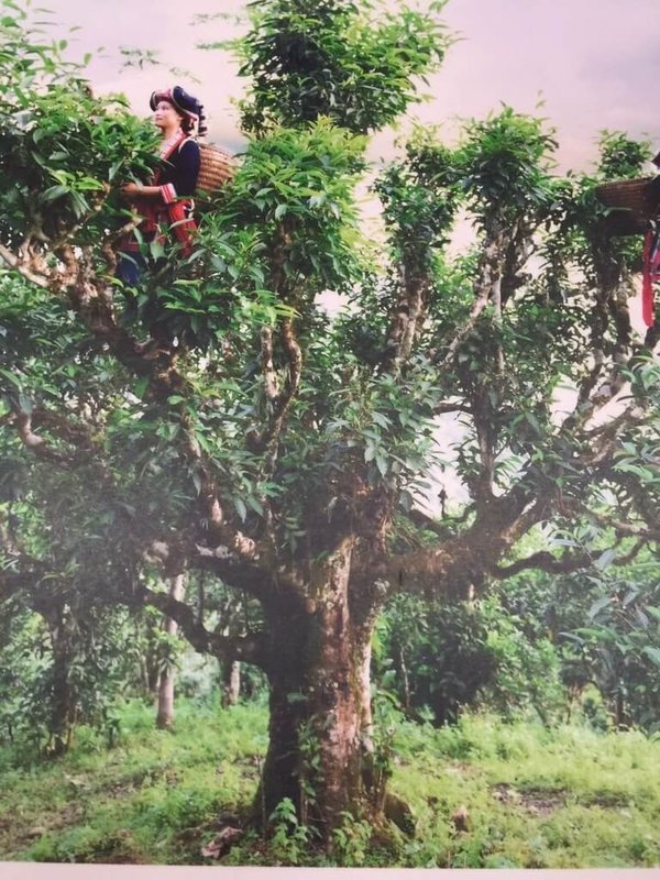 越南北部靠近中國的山區有一大片約2、3層樓高的數百年古茶樹林,當地少數民族採茶時必須爬到樹冠間摘採綠芽。(台商許龍寶提供)中央社記者陳家倫河內傳真 113年6月11日