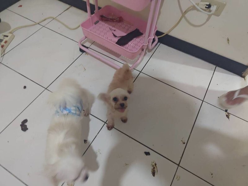 新北市動物保護防疫處日前獲報,指板橋區某公寓頂樓加蓋有人飼養大量寵物,動保處、環保局、警方前往,才到門口就聞到濃烈味道,進屋發現環境髒亂,地上處都是寵物排泄物。(新北市動保處提供)中央社記者楊侃儒傳真 113年6月14日