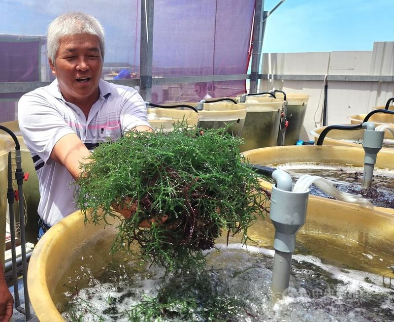 澎湖深具減碳的經濟性海藻「錯綜麒麟菜」，澎湖農漁局15日在馬公菜園陸區養殖場舉辦成果發表會，歡迎其他養殖者加入，並給予技術輔導傳承。中央社  113年6月15日