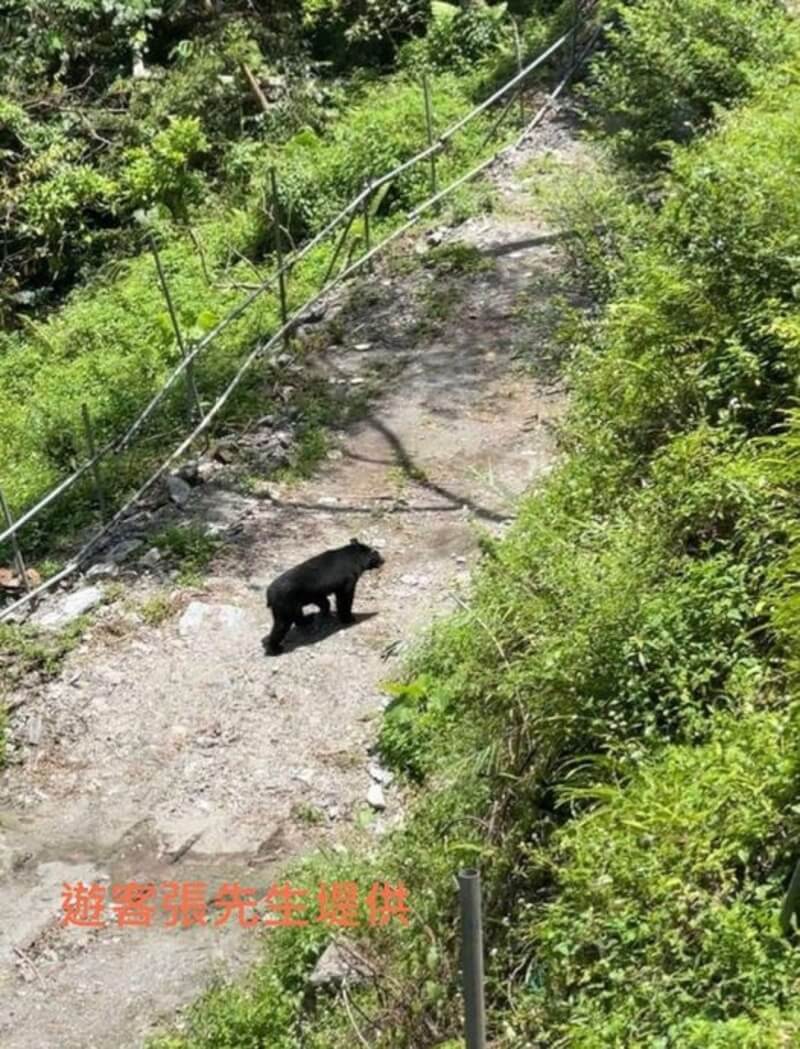 玉山國家公園花蓮縣南安地區13日、15日分別有遊客目擊台灣黑熊出沒，玉山國家公園管理處16日提醒，遊客遇見黑熊不要干擾，結伴同行並帶鈴鐺可預防黑熊靠近。圖為遊客15日拍到的台灣黑熊。（玉管處提供）中央社記者蕭博陽南投縣傳真 113年6月16日