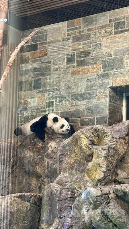 熊貓旺旺（Wang Wang）與福妮（Funi）2009年來到澳洲阿得雷德動物園（Adelaide Zoo），為南半球唯一一對熊貓。照片攝於112年12月5日。中央社記者楊淳卉阿得雷德攝  113年6月16日