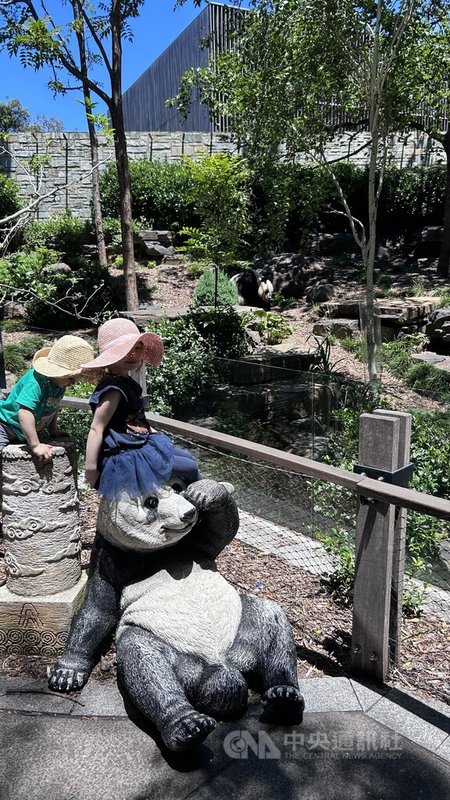 澳洲阿得雷德動物園(Adelaide Zoo)熊貓旺旺(Wang Wang)與福妮(Funi)受到遊客歡迎。照片攝於112年12月5日。中央社記者楊淳卉阿得雷德攝 113年6月16日