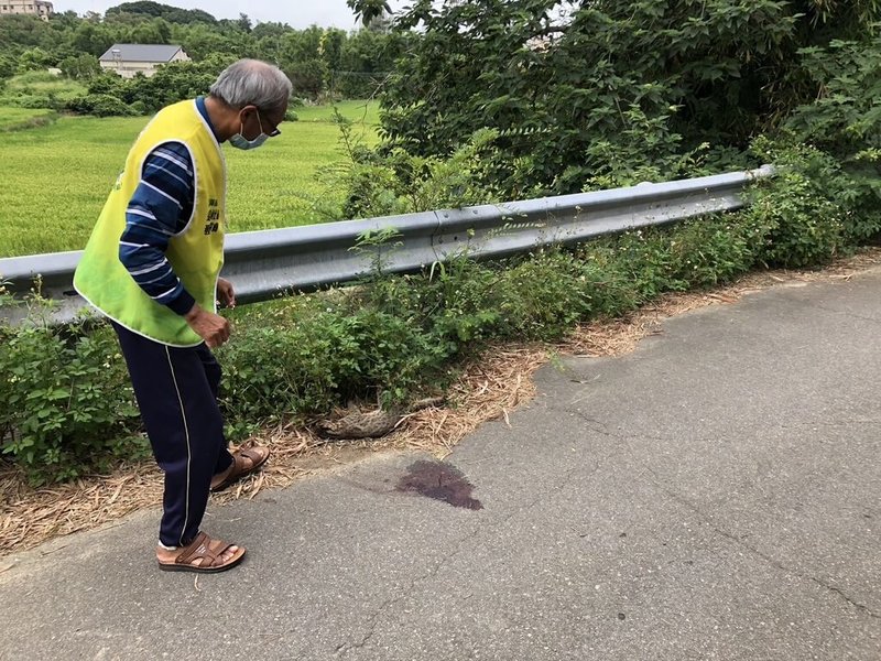 有民眾18日在苗栗縣苑裡鎮苑東里產業道路發現死亡石虎，縣府農業處表示，經獸醫檢查死亡的是隻成年母石虎，頭部受撞擊致死，是苗栗縣今年第10起石虎路殺案件。（苗栗縣政府提供）中央社記者管瑞平傳真  113年6月18日