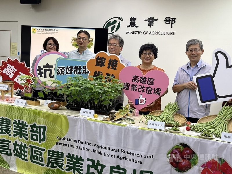 農業部高雄區農業改良場18日召開記者會,發表「長豇豆抗病根砧2.0」,指出抗病根砧2.0比1.0版產量可再增37%。中央社記者楊淑閔攝 113年6月18日