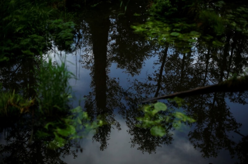 歐洲現存唯一一片原始森林「波蘭Białowieża森林」。（路透社）