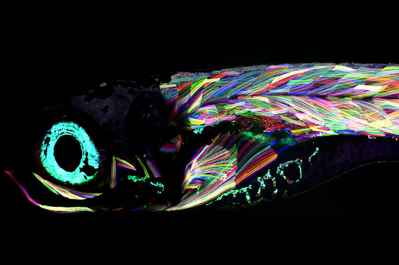 中研院細胞與個體生物學研究所利用多顏色活細胞標誌技術來研究斑馬魚，發現斑馬魚仔魚的肌肉細胞在發育過程中會被完全分解、替代，所有成魚的肌肉細胞都是重新生成，打破學界對脊椎動物發育的基本認知。（中研院提供）中央社記者吳欣紜傳真 113年6月19日