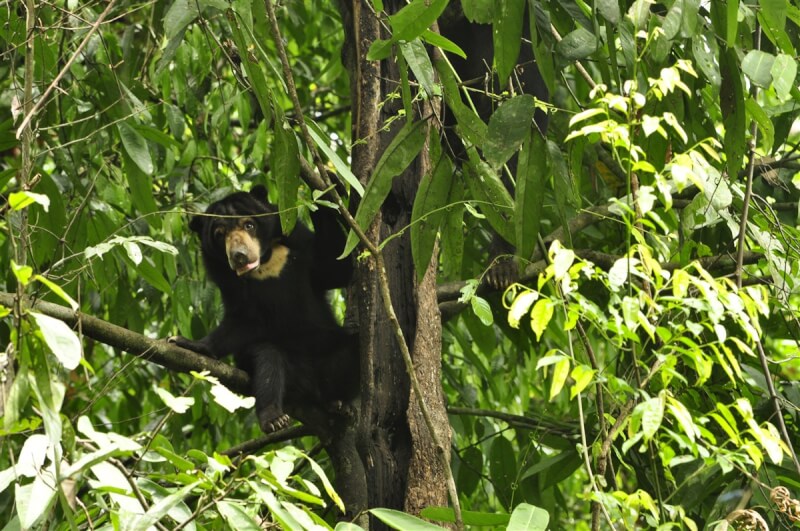 馬來熊胸部的獨特白色斑紋如同太陽，不少人稱為「太陽熊」（Sun Bear）；因性喜甜食，會用爪子挖蜂巢取蜜為食物，馬來人也稱為「蜂蜜熊」（Beruang Madu）。（婆羅洲馬來熊保育中心執行長黃修德提供）中央社記者黃自強吉隆坡傳真 113年6月19日