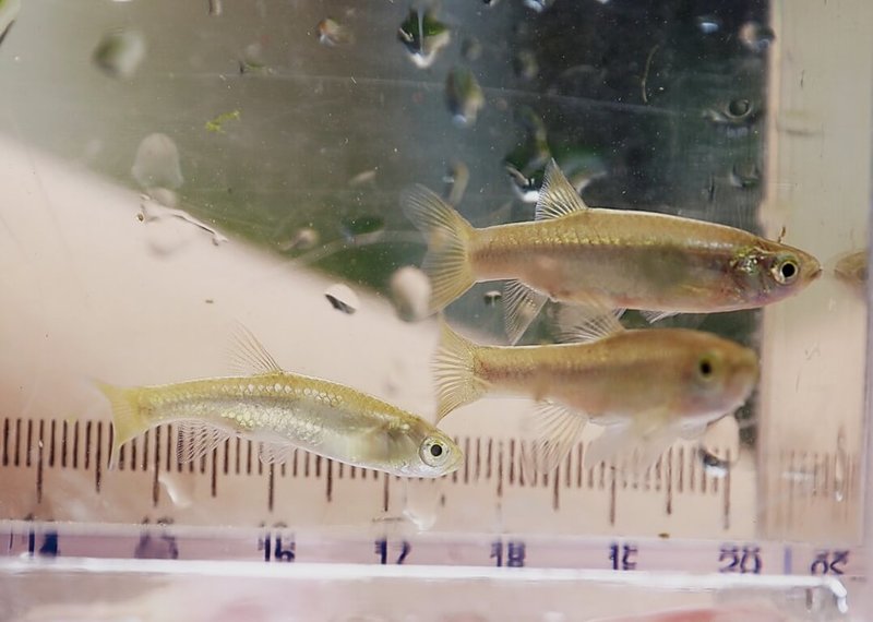 新北市樹林區育林國小趁著重建生態池,與台灣原生魚類保育協會一起復育台灣特有種淡水魚「菊池氏細鯽(台灣鯽)」,經過1星期後,20日觀察100尾的魚苗生存狀況良好。(育林國小提供)中央社記者黃旭昇新北市傳真 113年6月20日