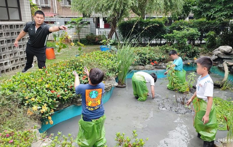 新北市育林國小20日表示,趁著翻新生態池的機會,種植水生植物、復育菊池氏細鯽,也打造校園生態池為單一台灣特有魚種復育基地。(育林國小提供)中央社記者黃旭昇新北傳真 113年6月20日