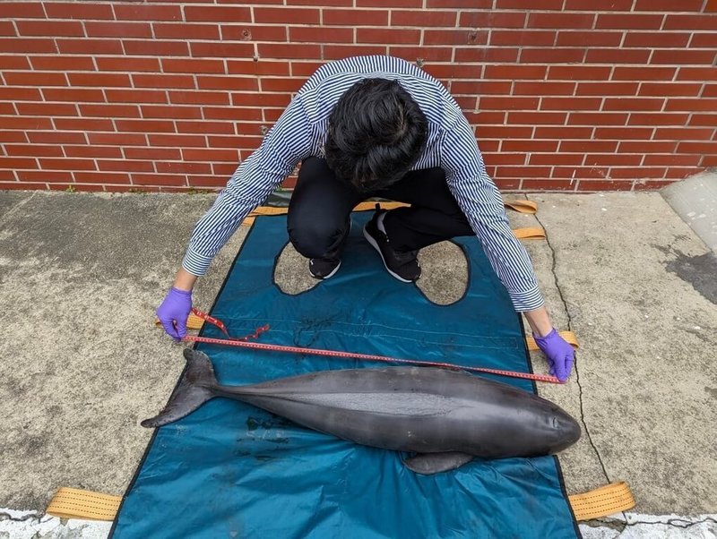 中華鯨豚協會秘書長曾鉦琮指出,一級保育類動物露脊鼠海豚已經連續5年高居鯨豚擱淺的種類數量第一名,亟需政府關注與保護。(中華鯨豚協會提供) 中央社記者葉臻傳真 113年6月22日