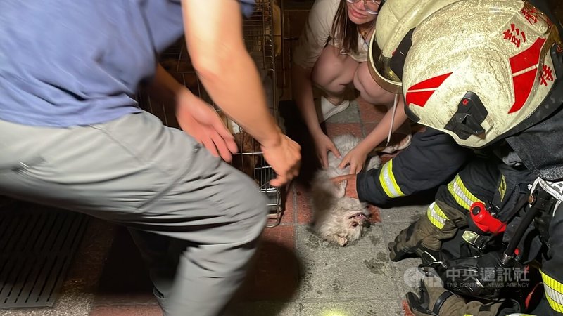 花蓮市區一家寵物美容店22日晚間發生火警，雖未傳人員傷亡但有多隻寵物犬受困，消防人員陸續從火場救出寵物犬，並在現場急救。中央社記者張祈攝  113年6月22日