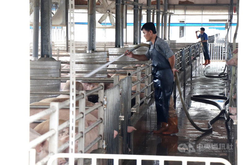 彰化縣芳苑鄉漢寶牧場目前飼養4萬2000頭豬,員工會以清水沖洗豬隻,保持豬隻清潔。中央社記者鄭維真攝 113年6月23日