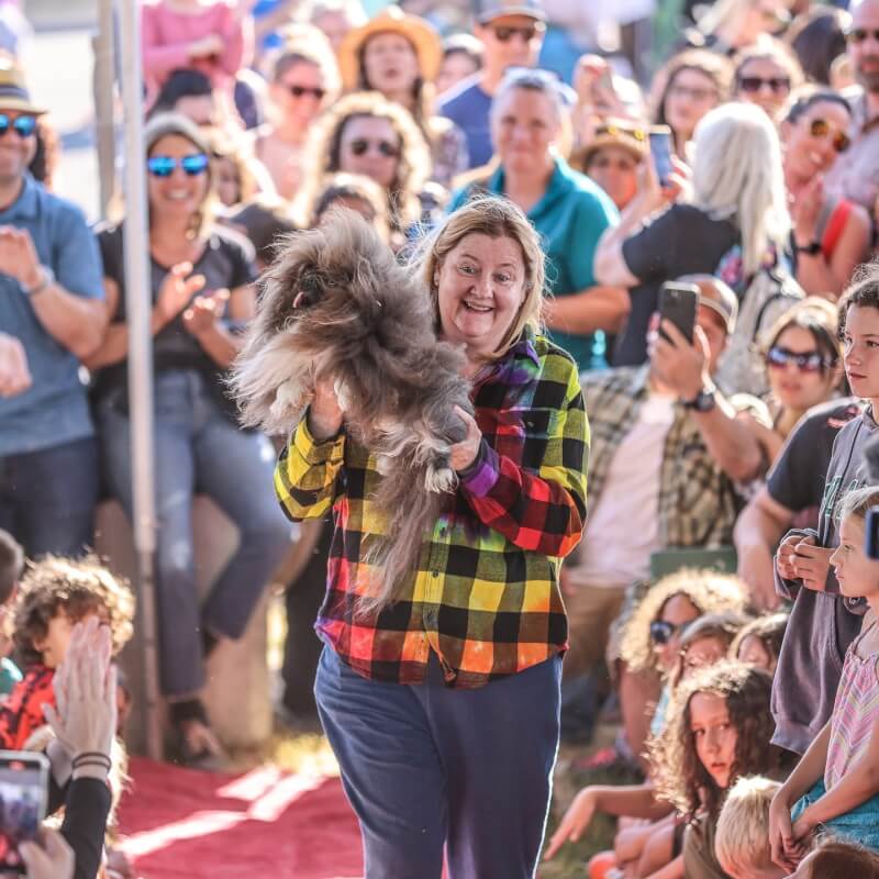 美国加州索诺马-马林县博览会的「世界最丑狗狗比赛」由8岁狮子狗「狂野谭」夺冠。（图取自facebook.com/Sonoma.MarinFair）