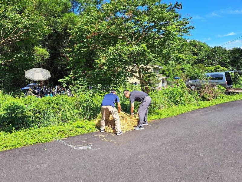 宜蘭縣三星鄉龍泉步道近年來是鳥類生態棲地,26日有隻朱鸝雛鳥意外從樹上摔落死亡,鄉公所人員發現後,趕緊在樹下鋪稻草當緩衝墊,以防憾事再發生。(拍鳥俱樂部JW鳥友提供)中央社記者沈如峰宜蘭縣傳真 113年6月26日