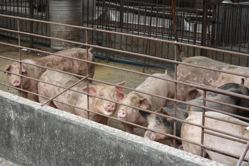 圖為台灣養豬場。（中央社檔案照片）
