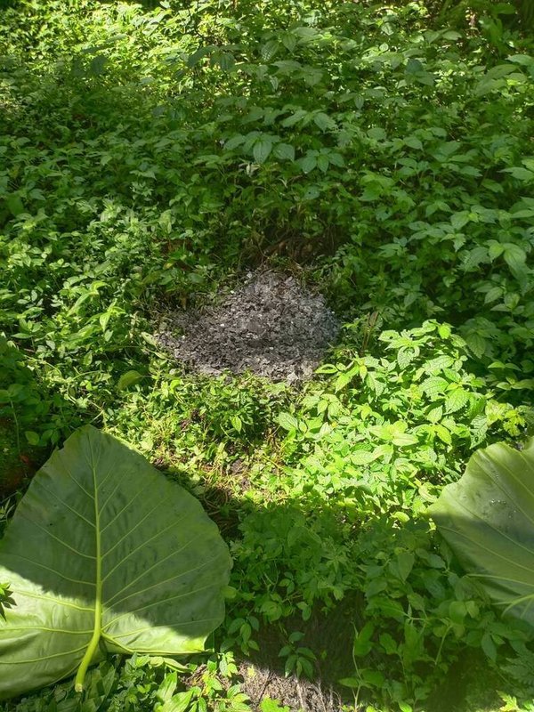 南投縣溪頭當地1名男子3日帶紙錢進入溪頭自然教育園區焚燒,遊客見狀趕緊通報,管理處人員除立即撲滅,也通知竹山警分局溪頭派出所員警到場協助,所幸燃燒面積很小。(民眾提供)中央社記者蕭博陽南投縣傳真 113年7月3日