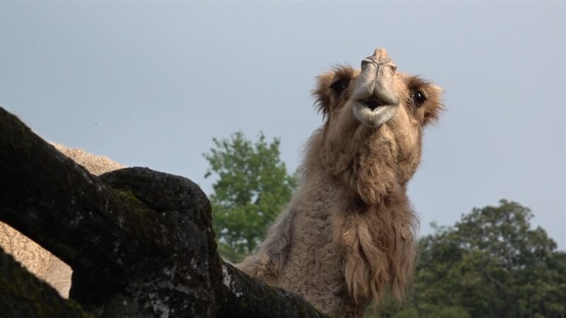 台北市立動物園僅存的單峰駱駝「玉葉」3日上午安詳去世。（台北市立動物園提供）中央社 113年7月4日