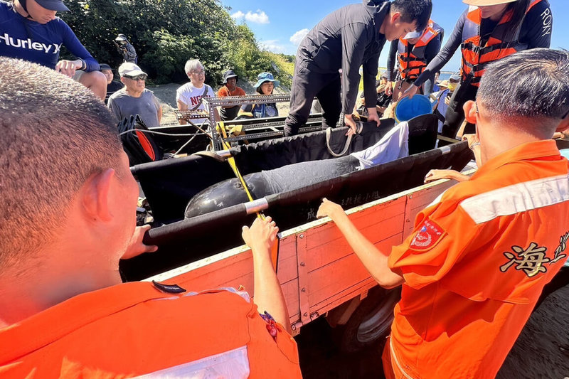 台南市漁光島岸際7日被發現1隻海豚疑似擱淺,成功大學海洋生物及鯨豚研究中心初判為「花紋海豚」,經海巡人員合力將受傷海豚搬上救護擔架後,由研究中心帶回治療及照護。(海巡署提供)中央社記者楊思瑞台南傳真 113年7月7日