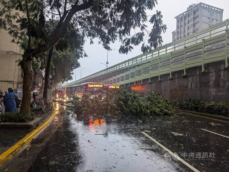 台北市8日午後降雷陣雨，大安區建國南路一段發生路樹傾倒事故，影響3個車道通行，幸無人受傷，警消獲報後也隨即派員到場處理。（翻攝照片）中央社記者黃麗芸傳真  113年7月8日