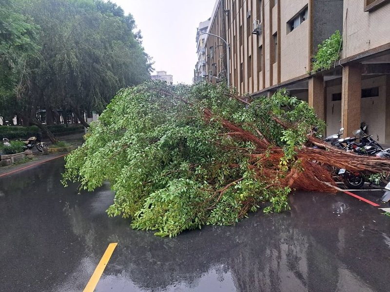 新北市8日午後下起雷雨，瞬間風強雨驟，造成土城等地多起路樹傾倒，所幸無人受傷。（消防局提供）中央社記者王鴻國傳真 113年7月8日