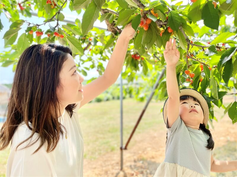 日本北海道深川市被譽為「果樹王國」，櫻桃盛產季為7月，民眾可入園採櫻桃吃到飽。（深川市提供）中央社記者汪淑芬傳真 113年7月8日