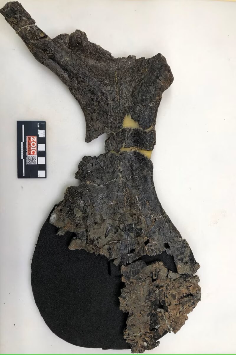 英格蘭南部懷特島發現一具草食性恐龍化石遺骸。（朴茨茅斯大學提供 via 路透社）
