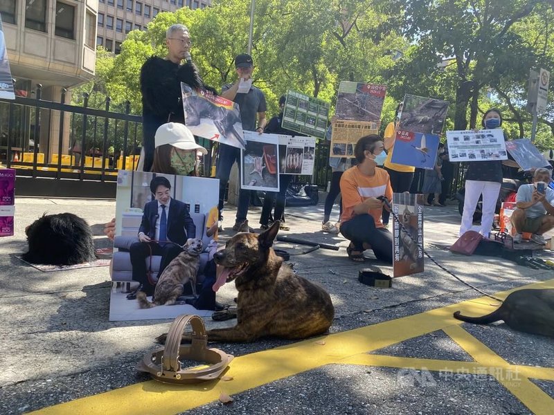 台灣動物共生聯盟發起全面禁止山豬吊公投連署，12日赴中選會進行第一階段提案連署送件，並在中選會外召開記者會，現場也帶了2隻因為山豬吊而截肢的狗狗參與。中央社記者吳書緯攝  113年7月12日