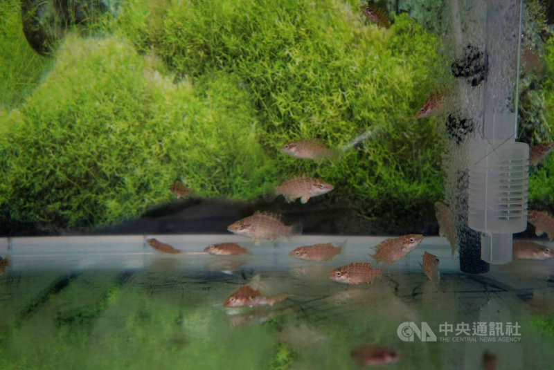屏東水產養殖業者與屏東科技大學等單位共同研究瀕危物種蘇眉魚復育與繁殖,2023年底成功在人工養殖場孵化近3000條魚苗(圖),業者戴奎浚12日表示,目前不會以販售為目標,希望每年能穩定產出1至2萬條魚苗,為放流作好準備,未來可帶動海底觀光。中央社記者黃郁菁攝 113年7月12日